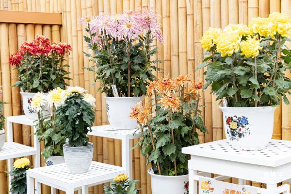 2023东湖公园菊花展