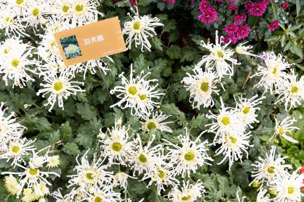 2023东湖公园菊花展