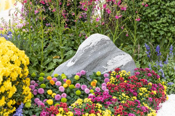 西丽生态公园花海&菊花展