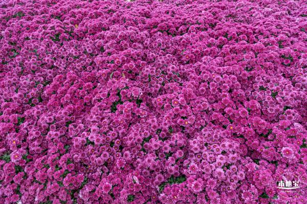 西丽生态公园花海&菊花展