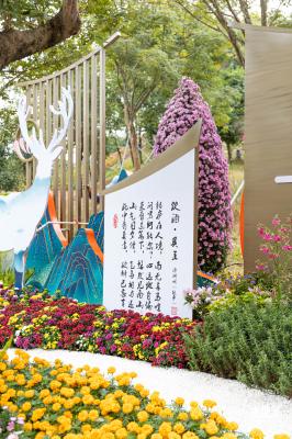 西丽生态公园花海&菊花展