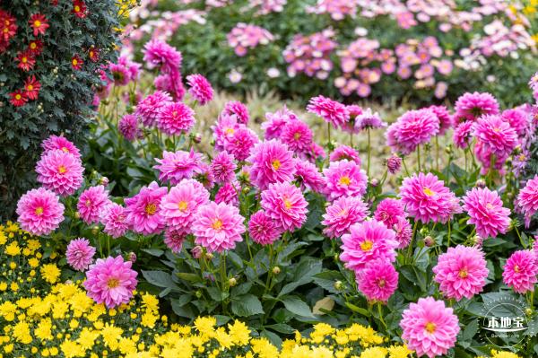 西丽生态公园花海&菊花展