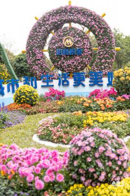 西丽生态公园花海&菊花展