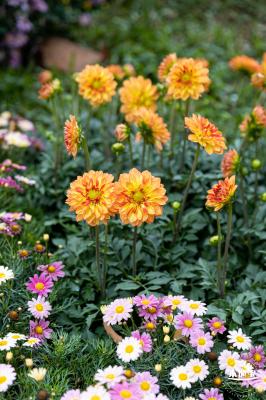 西丽生态公园花海&菊花展