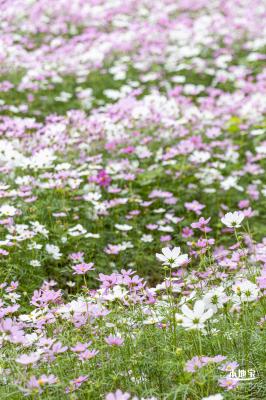 西丽生态公园花海&菊花展