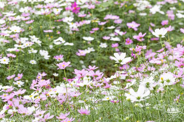 西丽生态公园花海&菊花展
