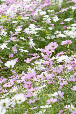 西丽生态公园花海&菊花展