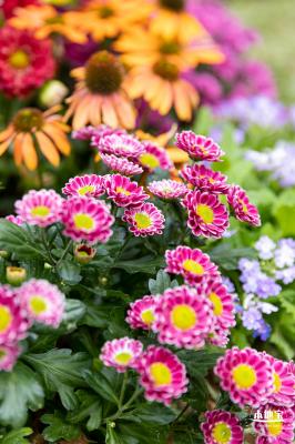 西丽生态公园花海&菊花展