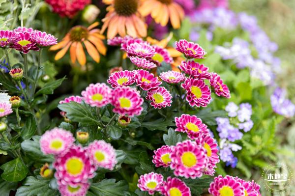 西丽生态公园花海&菊花展