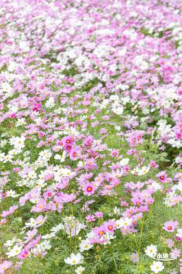 西丽生态公园花海&菊花展