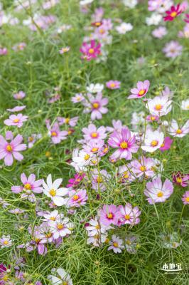 西丽生态公园花海&菊花展