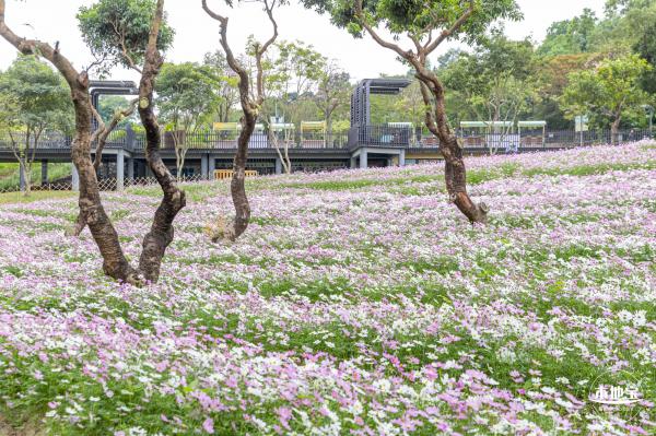 西丽生态公园花海&菊花展