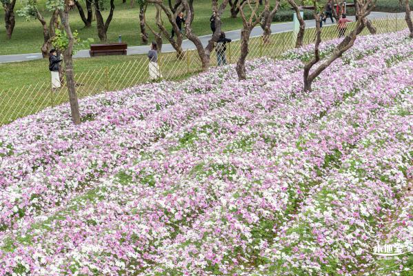 西丽生态公园花海&菊花展