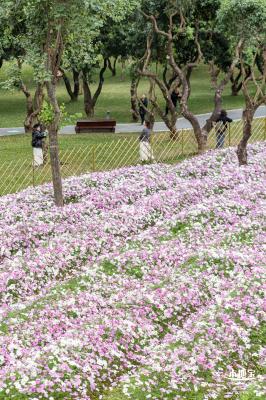 西丽生态公园花海&菊花展