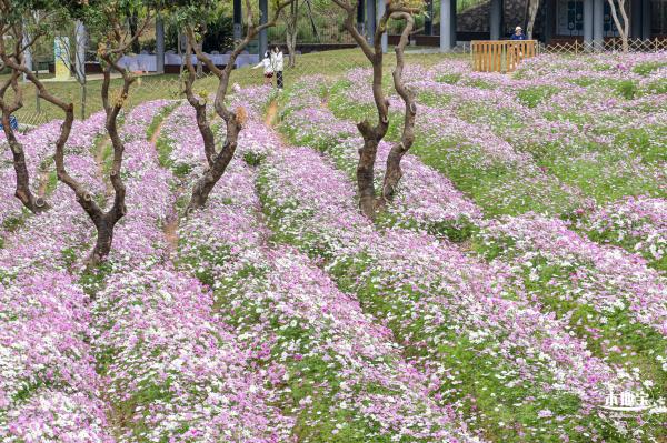 西丽生态公园花海&菊花展