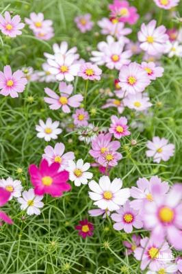 西丽生态公园花海&菊花展
