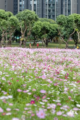 西丽生态公园花海&菊花展