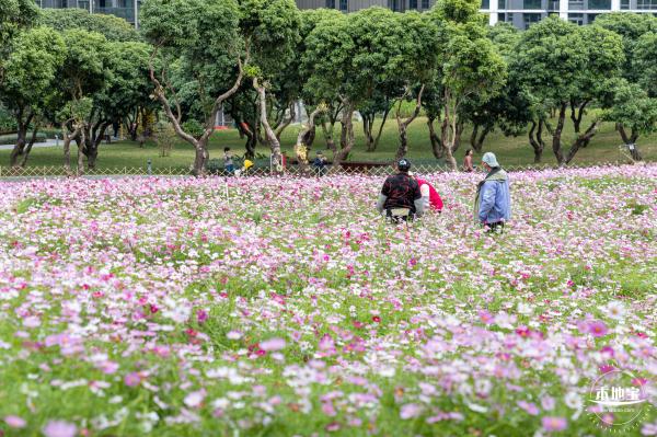 西丽生态公园花海&菊花展