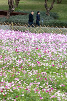 西丽生态公园花海&菊花展