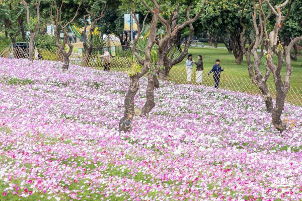 西丽生态公园花海&菊花展