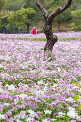 西丽生态公园花海&菊花展