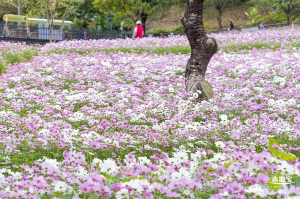 西丽生态公园花海&菊花展
