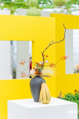 大鹏菊花展