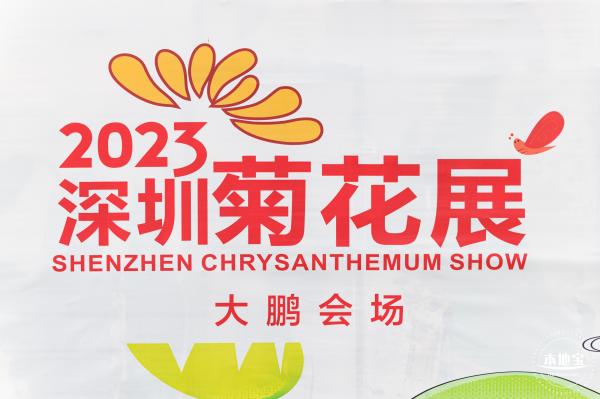 大鹏菊花展