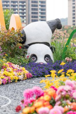 大鹏菊花展