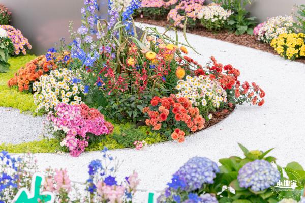 大鹏菊花展