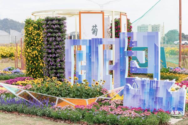 大鹏菊花展