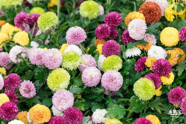大鹏菊花展
