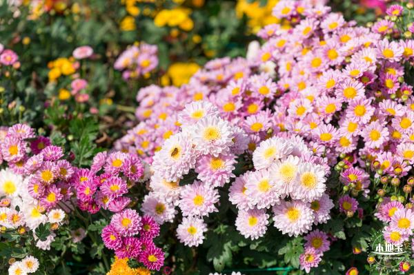大鹏菊花展