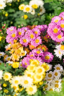 大鹏菊花展