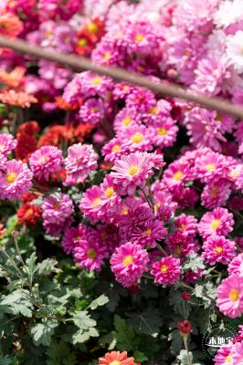 大鹏菊花展