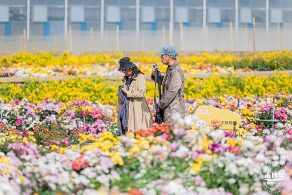 大鹏菊花展