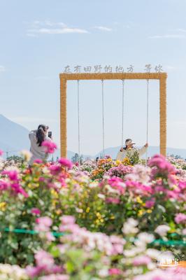 大鹏菊花展