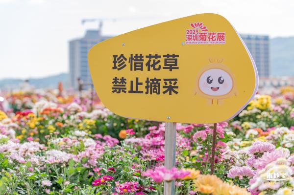 大鹏菊花展