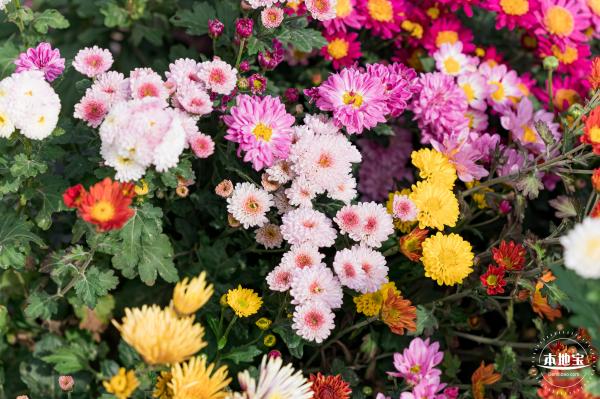大鹏菊花展
