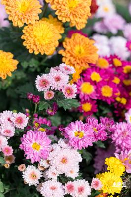 大鹏菊花展
