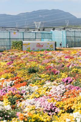 大鹏菊花展