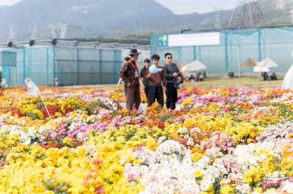 大鹏菊花展