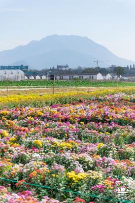 大鹏菊花展