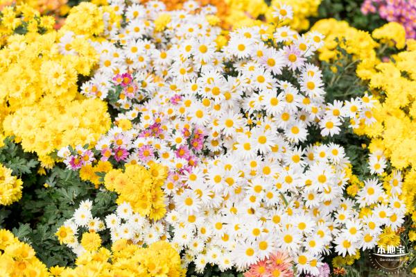大鹏菊花展