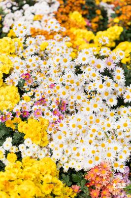 大鹏菊花展