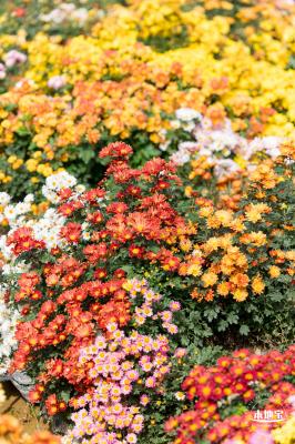 大鹏菊花展