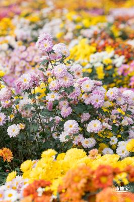 大鹏菊花展