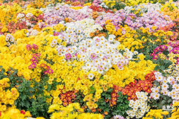 大鹏菊花展