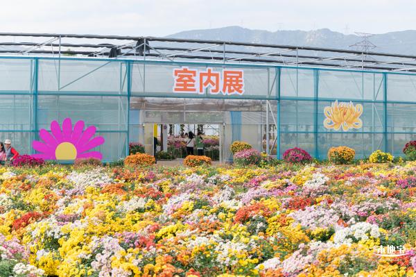 大鹏菊花展