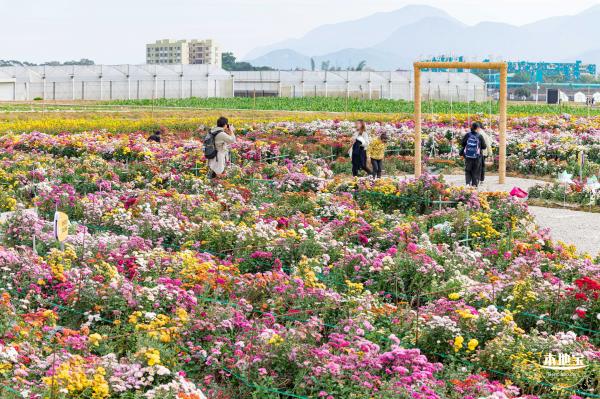 大鹏菊花展